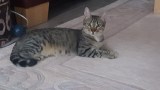 King_Prada (4)